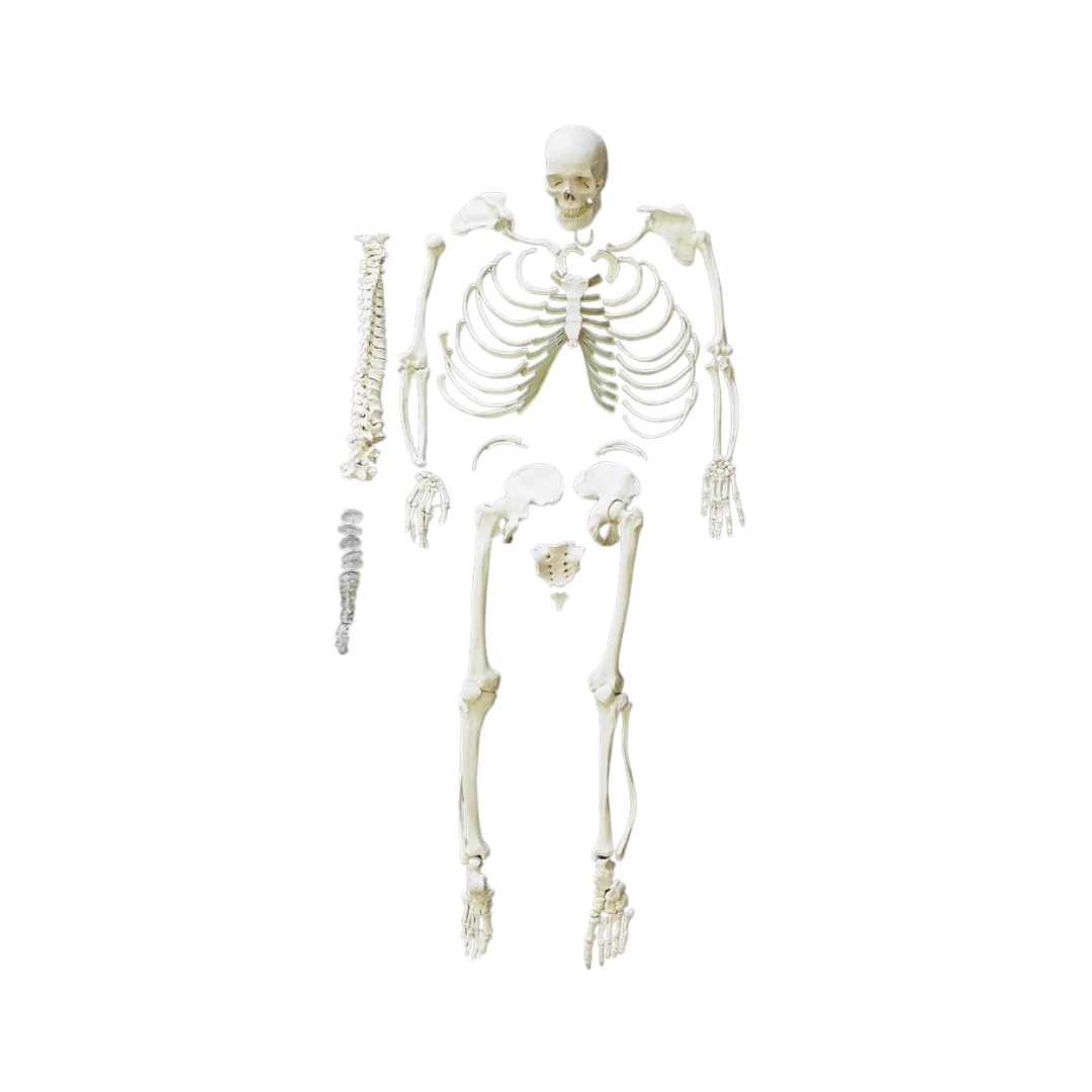 Disarticulated HumanSkeleton ( Bilateral) ( 200 Bones)Bone Set For Medical Students