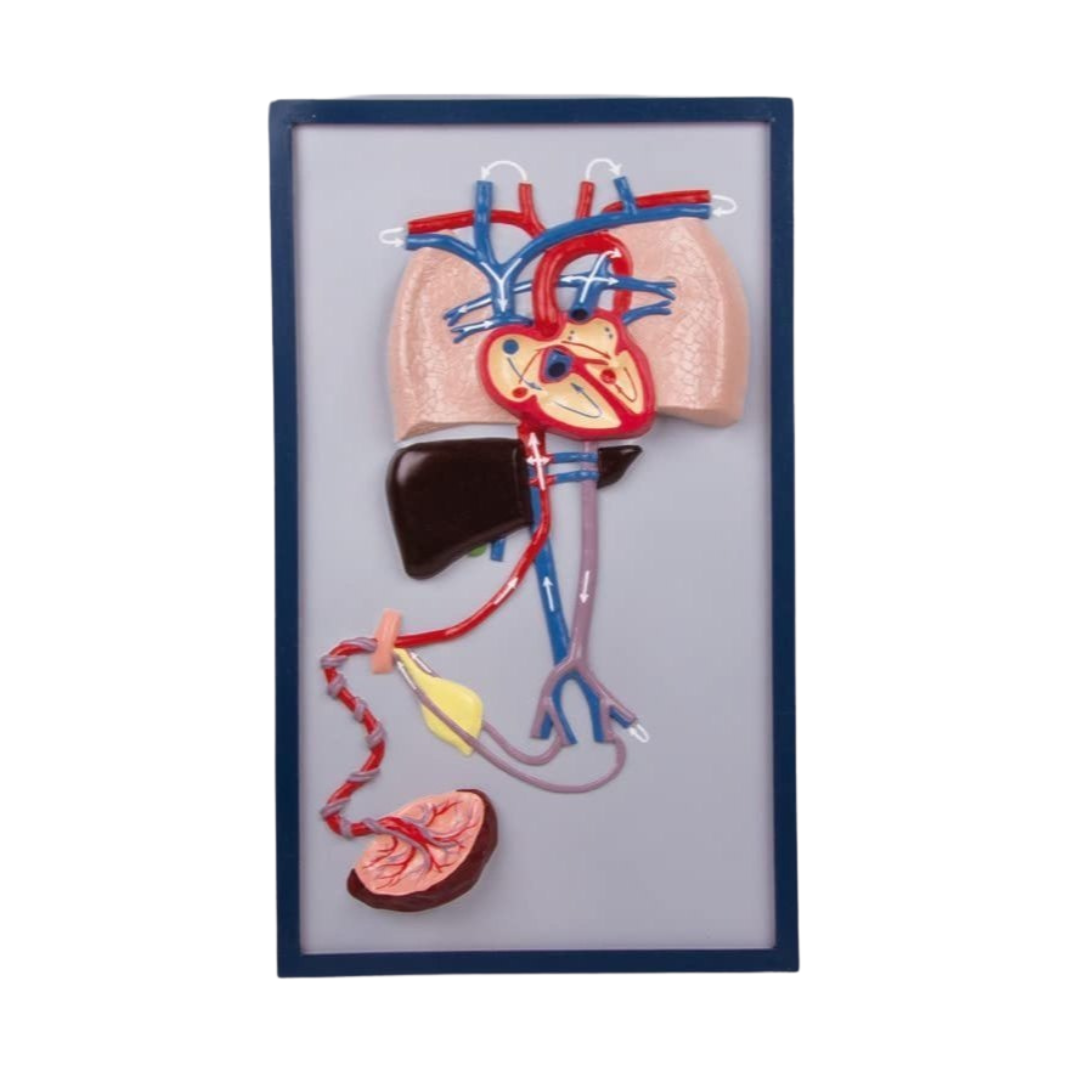 Fetal Circulation Model