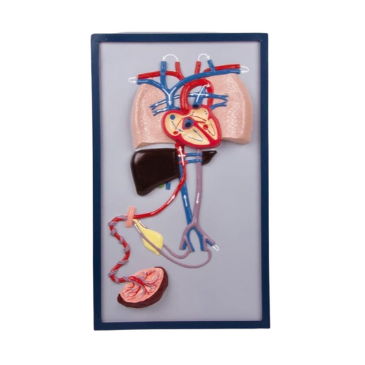 Fetal Circulation Model