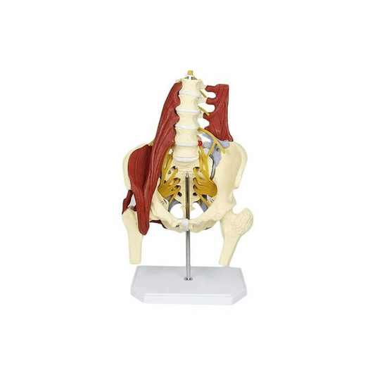 Lumbar Spine with MusclesThis