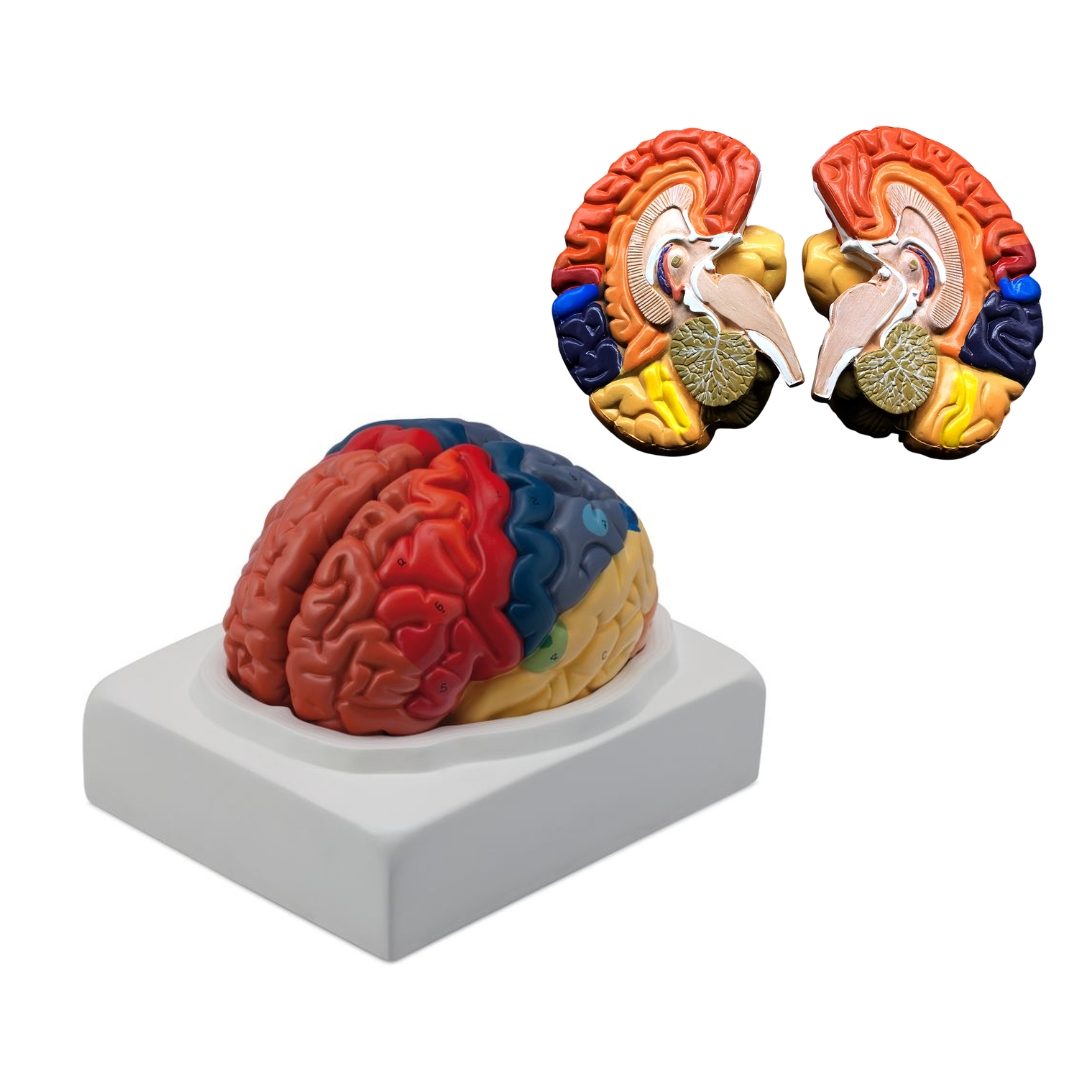 Colored Brain Model (2 Parts)