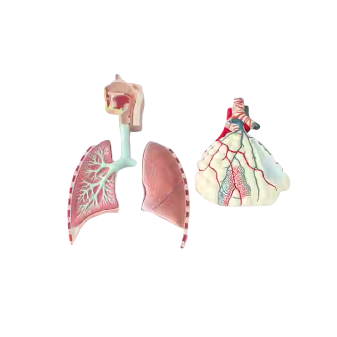 Respiratory System Model (Indian)