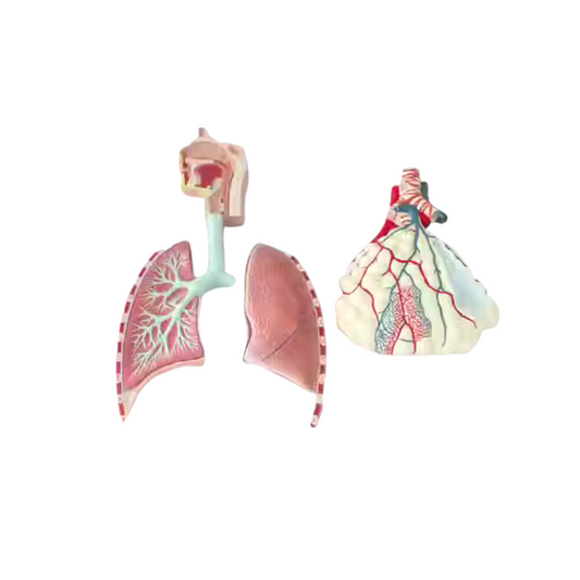 Respiratory System Model (Indian)