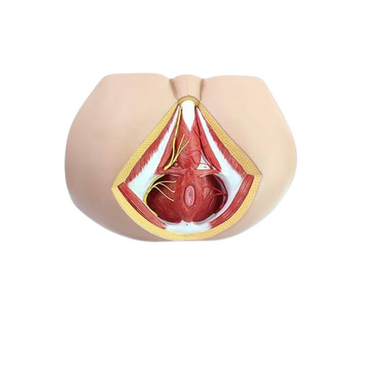 Male Perineum Anatomy