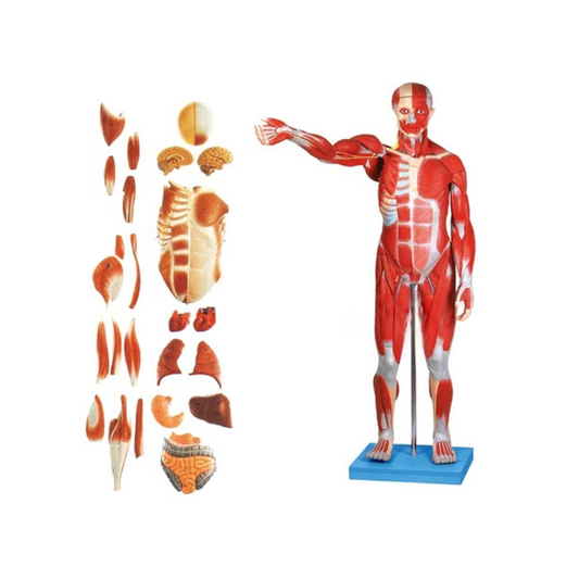 Male Muscular Figure 78 CMS.