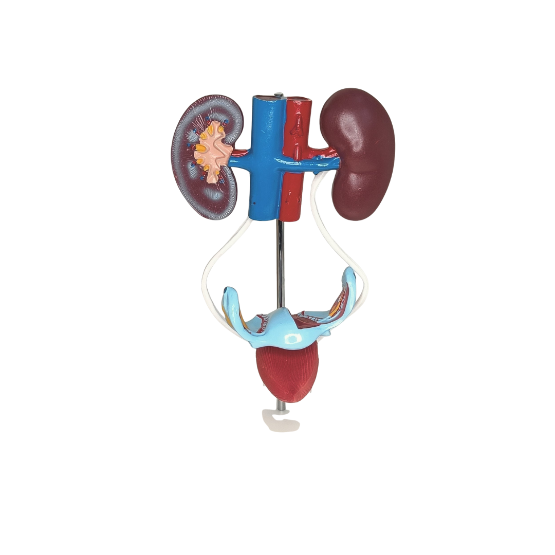 Female Urogenital System