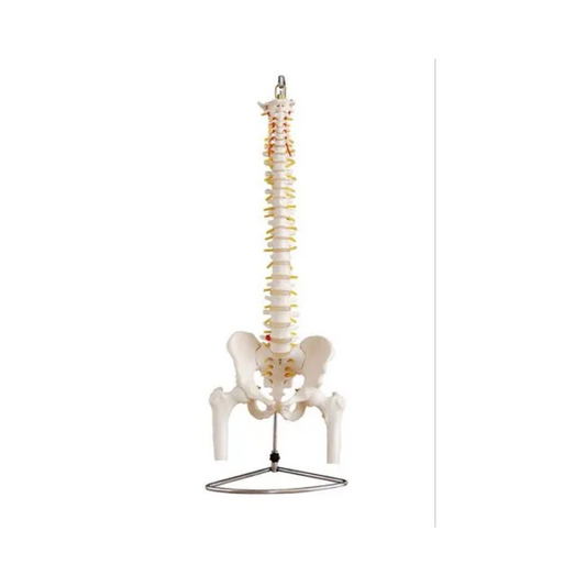 Life Size Vertebral Column with Pelvis and Femur Heads (85 cms.)