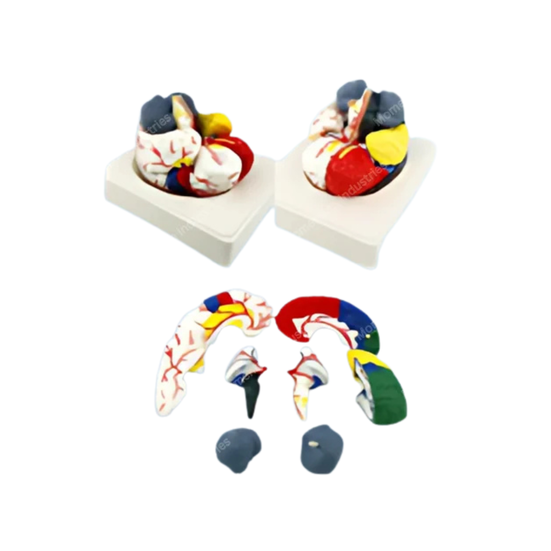 Part Coloured Brain Model