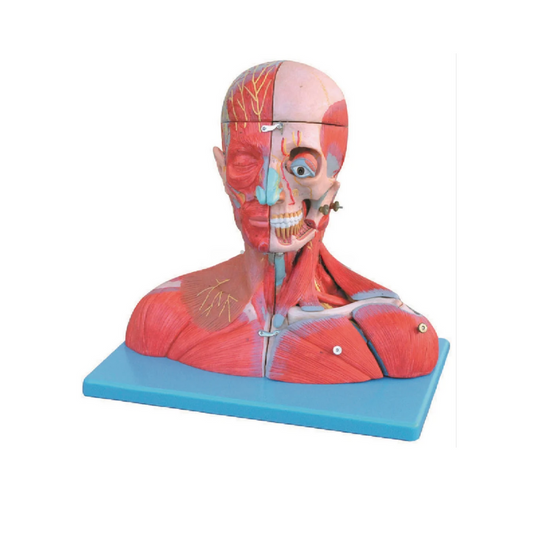 Head and Neck with Blood Vessels, Nerves and Brain