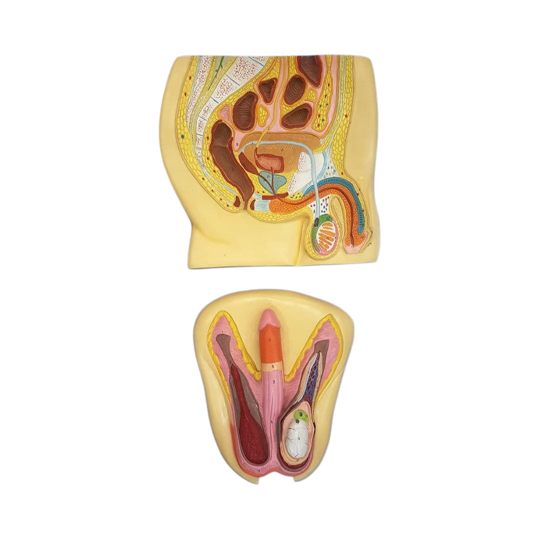Male Reproductive System Model (Indian)