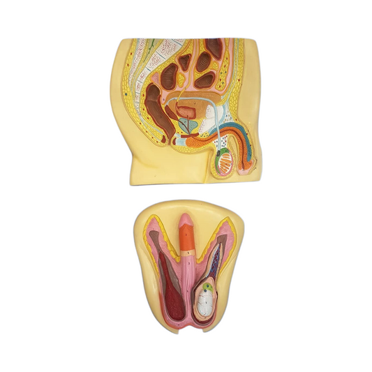 Male Reproductive System Model (Indian)
