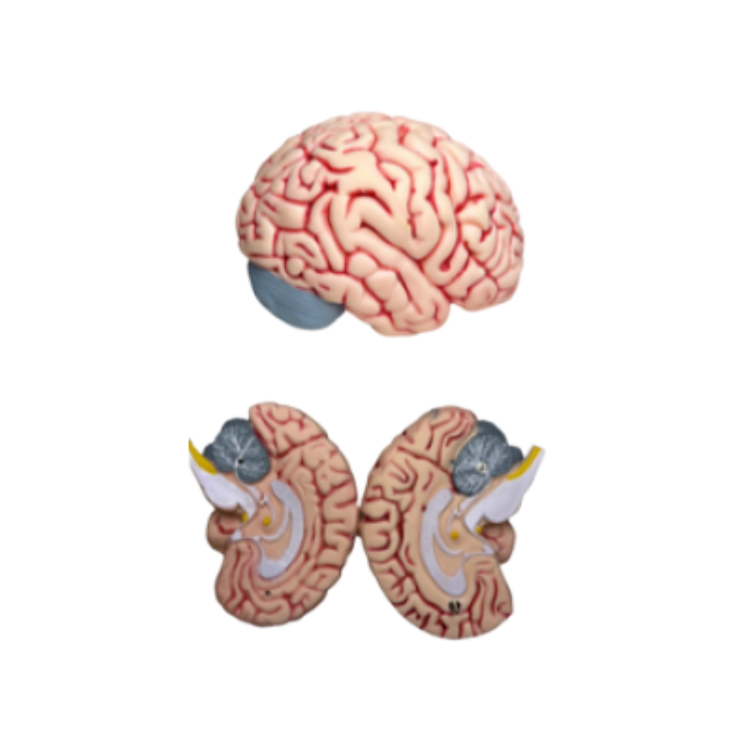 Part Brain Model
