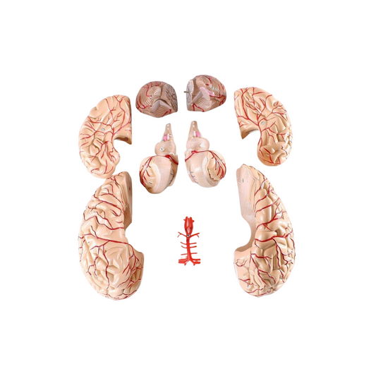 Brain With Arteries(8 Part)