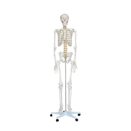 Human Skeleton Life Size 180 CMS.