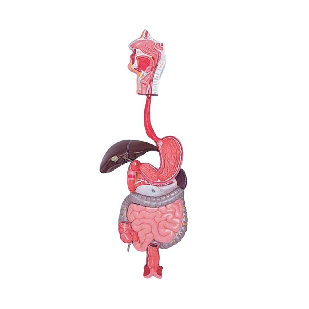 Digestive System Model (Indian)