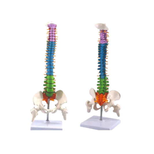 Mini Coloured Spine Model