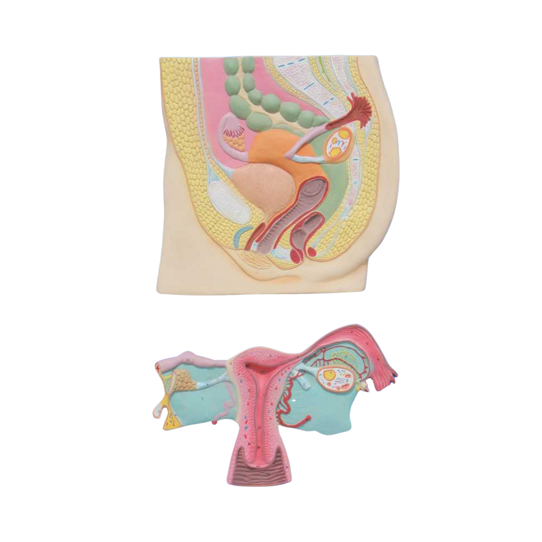 Female Reproductive System Model (Indian)