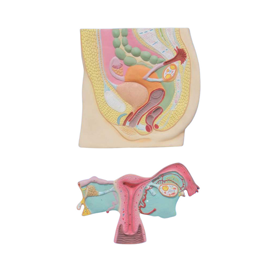 Female Reproductive System Model (Indian)