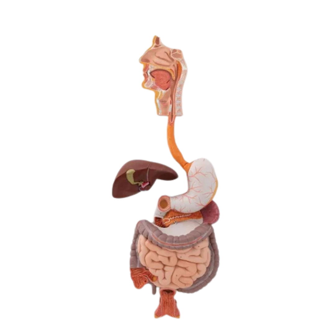 Digestive System Model (Imported)