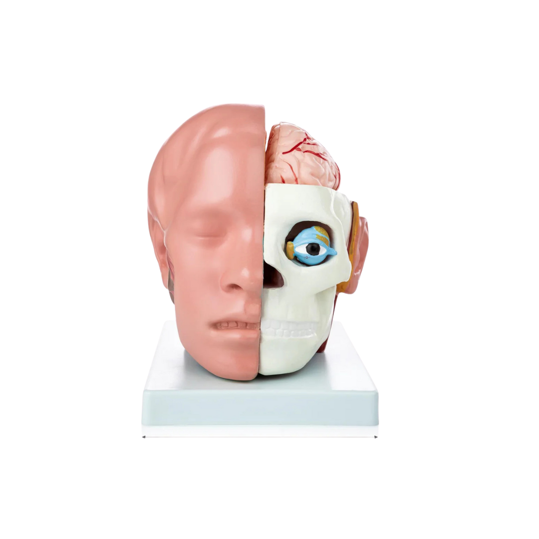 Head with Brain