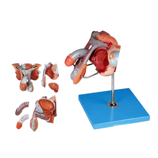 Male Genital Organs Models