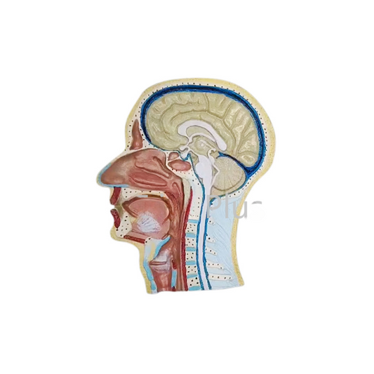 Human Head Model Sagittal Section