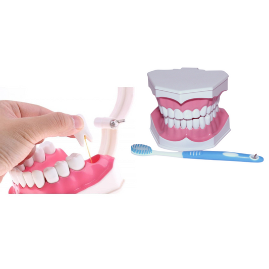 Dental Care Model