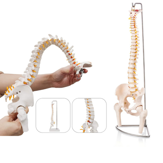 Mini Flexible Spine Model