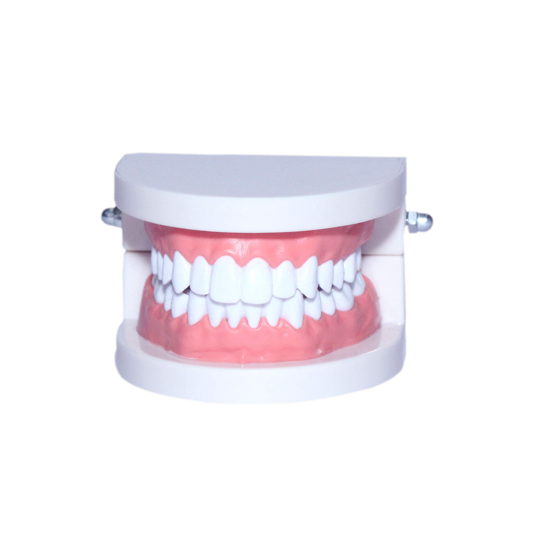 Adult Gum Teeth Model