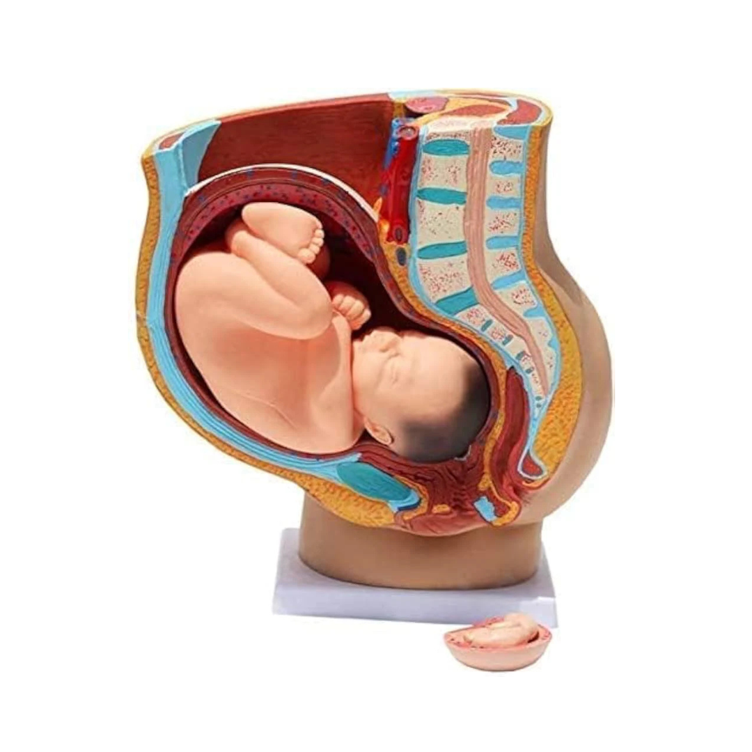 Human Pregnant Pelvis Section with Fetus (Miniature)