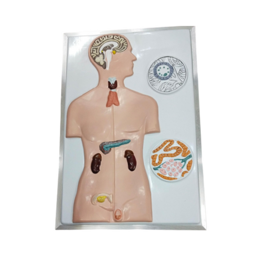 Endorcrine System Model