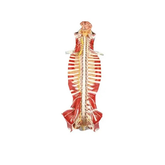 Spinal Cord in Spinal Canal Model (Imported)