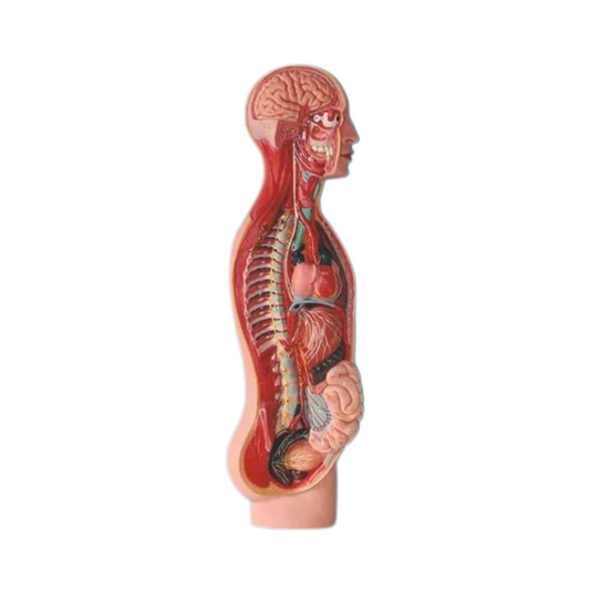 Sympathetic System Model (Imported)