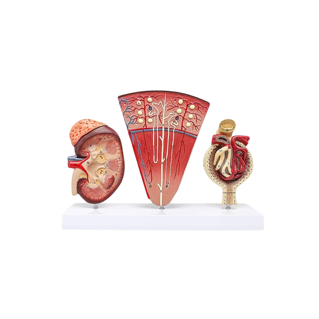 Kidney, Nephron & Glomerulus Model