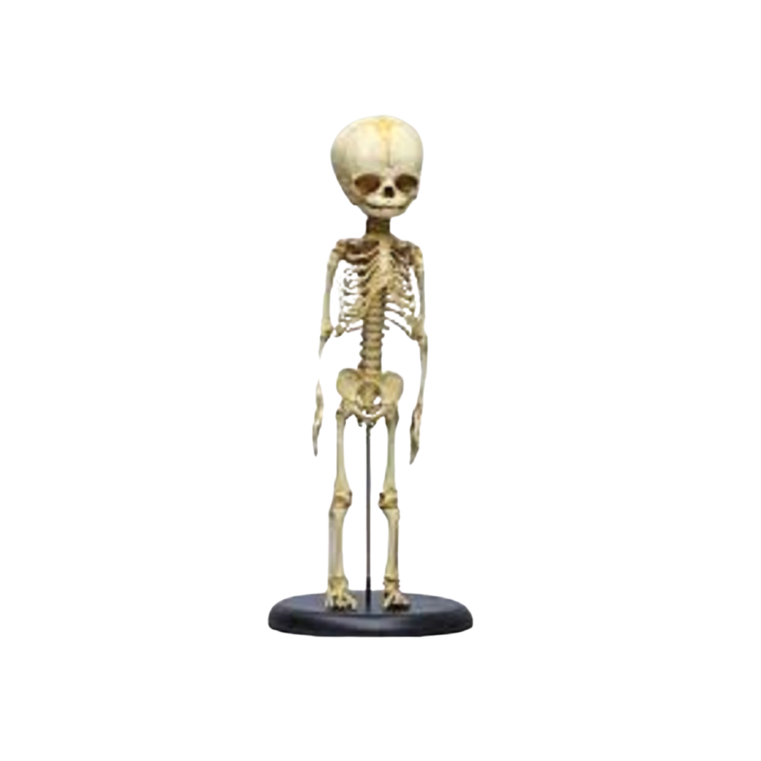Fetus Skeleton