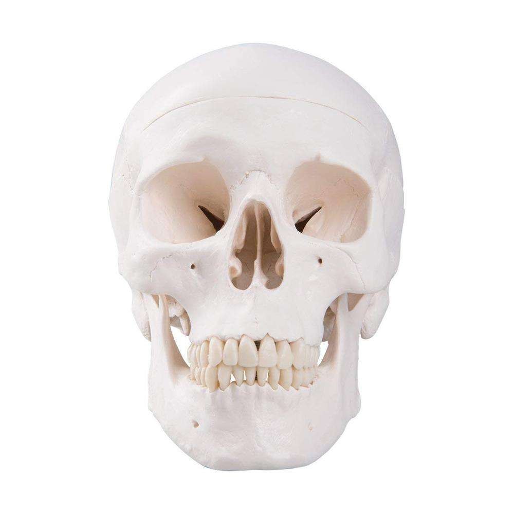 Adult Skull (Life Size)