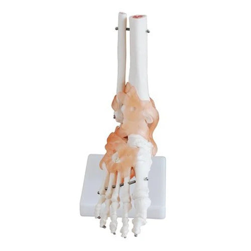 Foot Joint Model with Ligaments