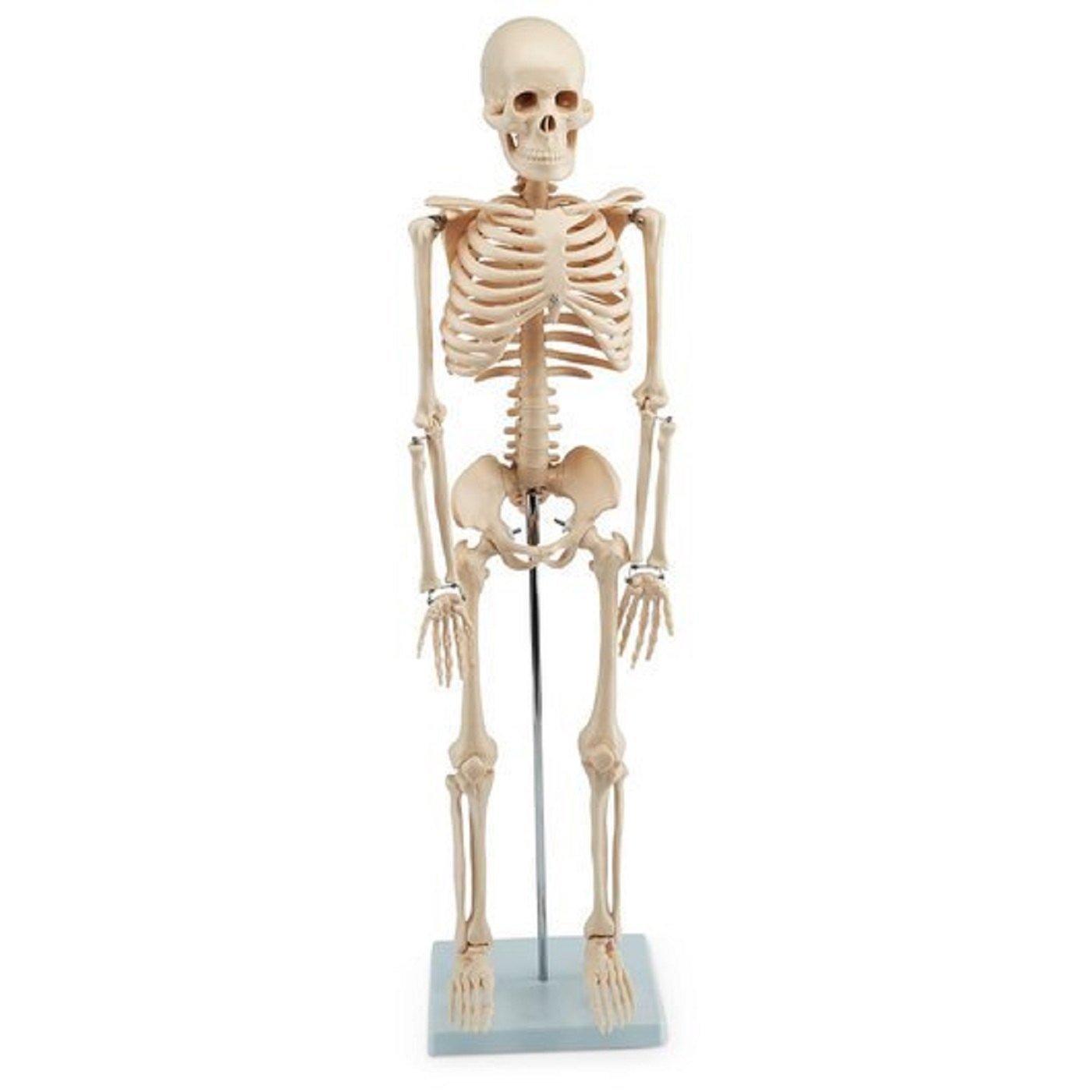 Mini Human Skeleton(Tall 42 CMS).