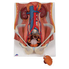 Urinary System Model