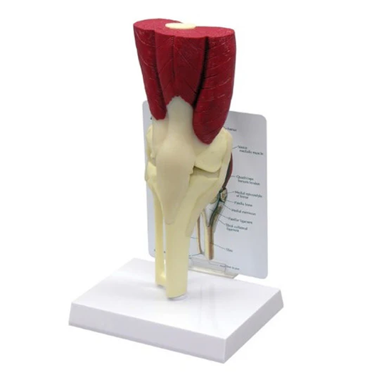 Muscular Knee Joint Model