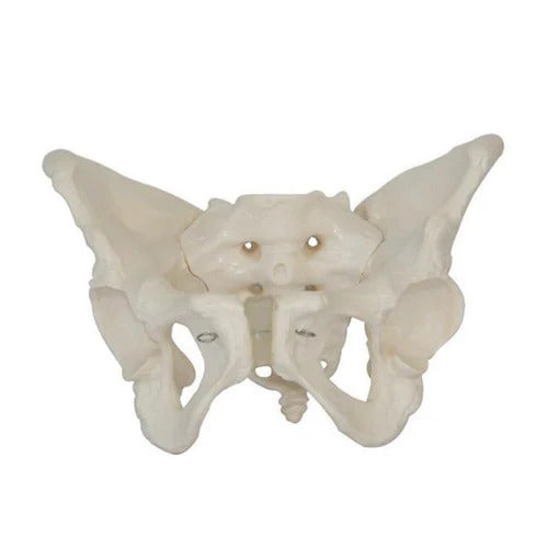 Flexible Female Pelvis