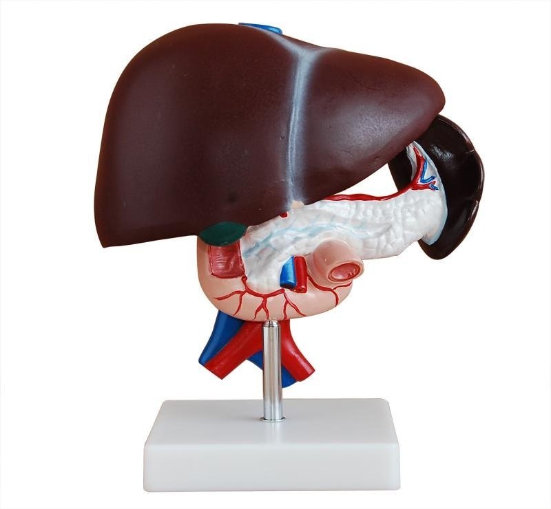 Model Of Liver, Pancreas And Duodenum