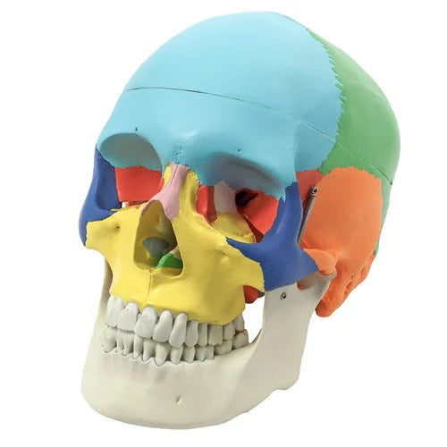Adult Coloured Skull(Life Size)