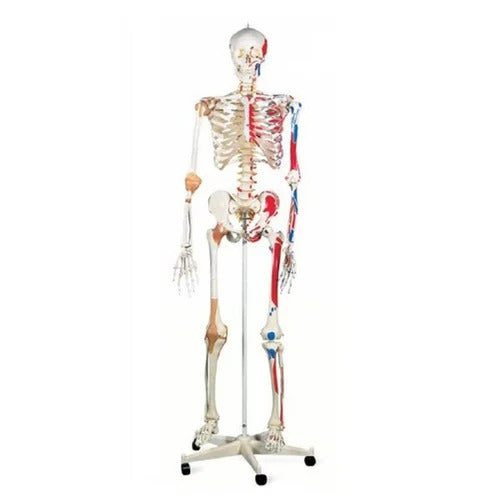 Life Size Skeleton With Ligaments And Painted Muscles