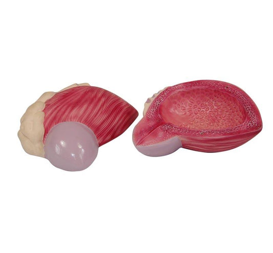 Expansion Model Of Urinary Bladder