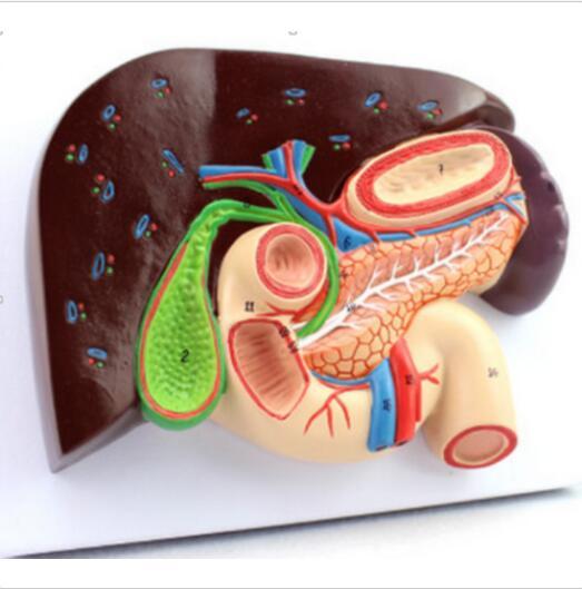 Human Liver Model with Gall Bladder