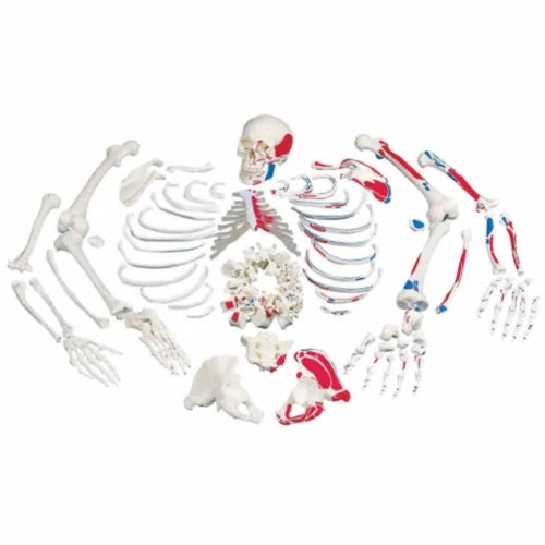 Disarticulated Skeleton(Bilateral) With Painted Muscles
