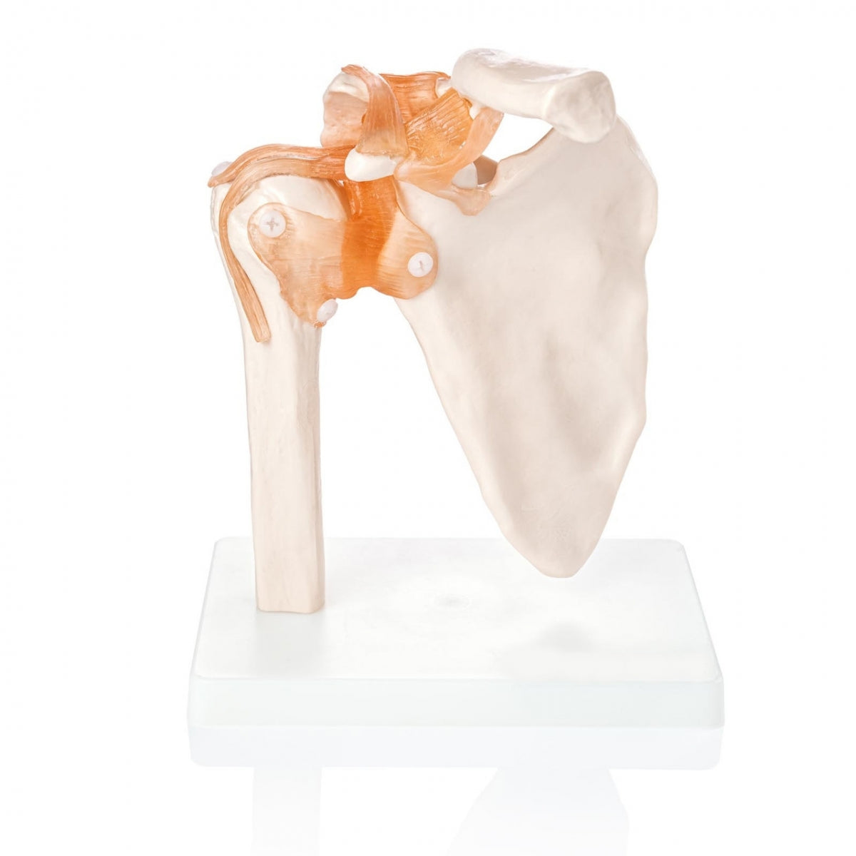 Shoulder Joint Modelwith Ligaments